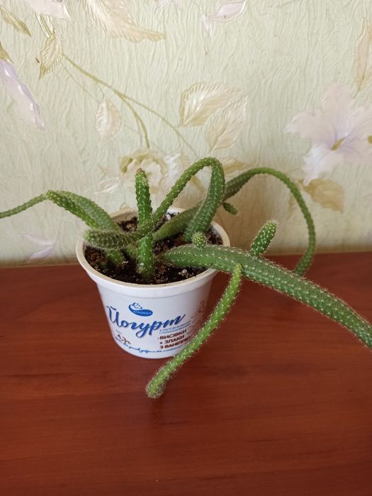 Кактус. Комнатное растение. Подвезу