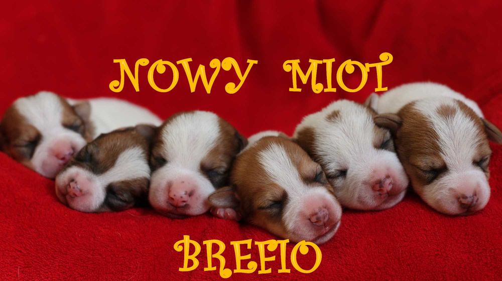 Już są! Jack Russell Terrier z hodowli "BREFIO "/bad.genetyczne