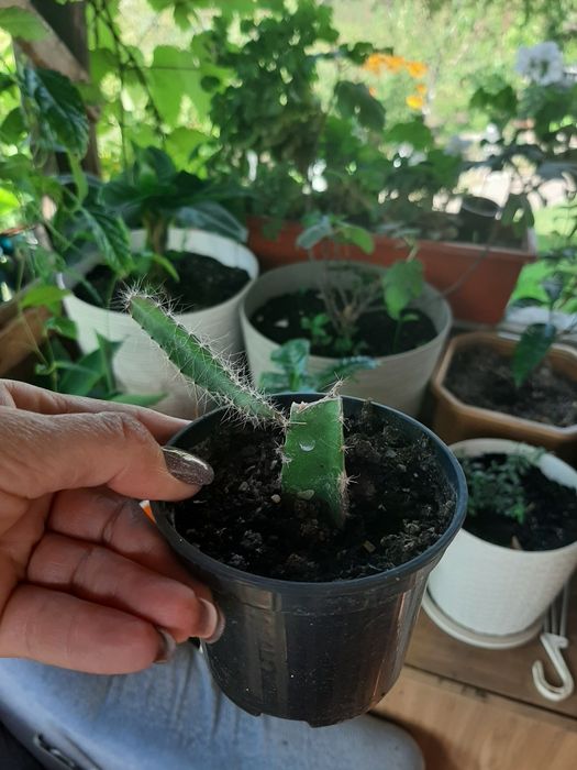 Пітахая червона, або Драконій фрукт