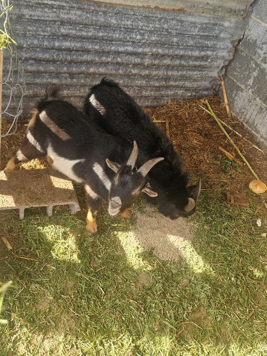 Cabras e chibos anão