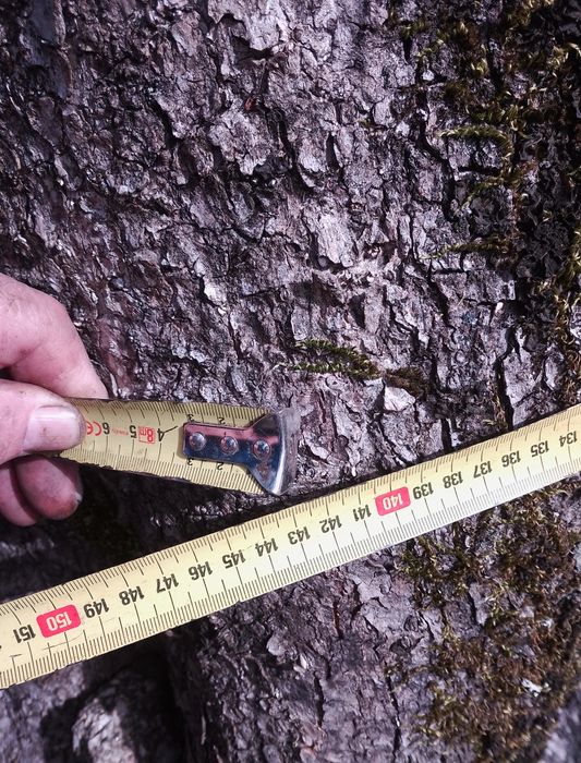 Oliveira centenária