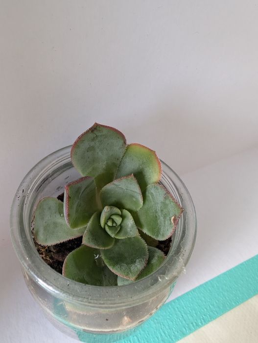 Suculentas em pote de vidro