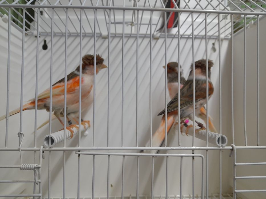 Canarios arlequim português