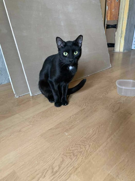 Meduza czeka na dom - Fundacja Małe Łapki