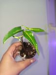 Syngonium angustatum