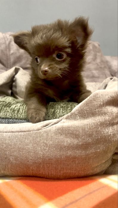 Дівчинка чихуахуа д/ш