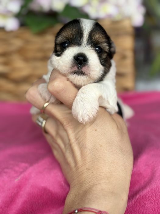 Biewer chlopczyk boy śliczny