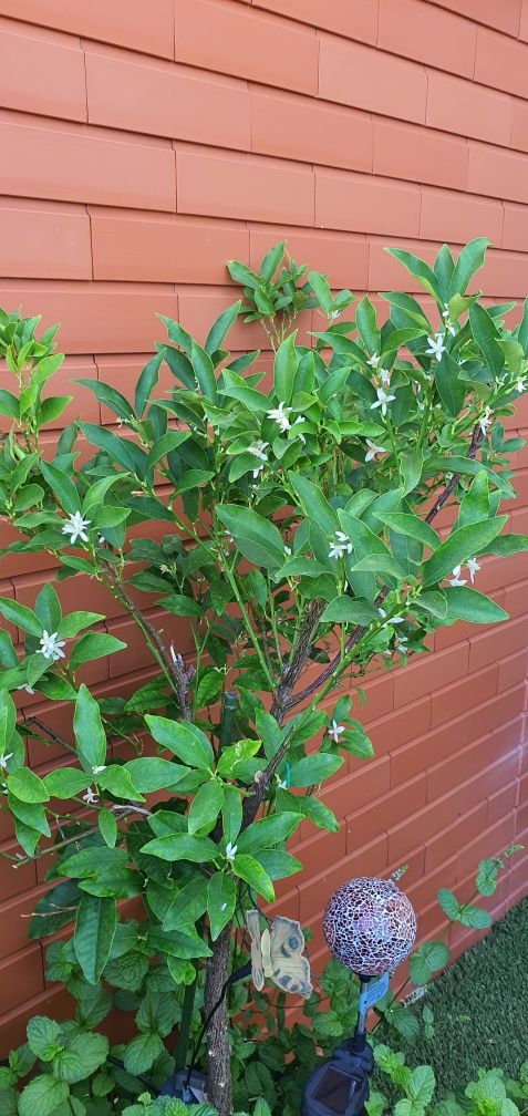 Planta Kumquat em vaso