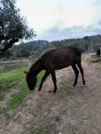 Burros para venda