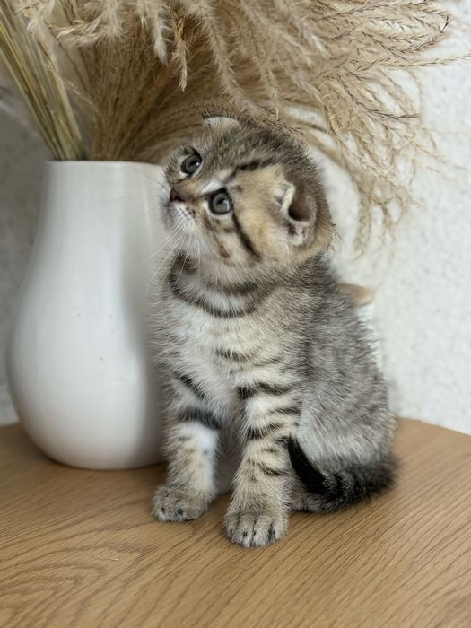 Шотландские вислоухие и прямоухие котята золотая шиншила
