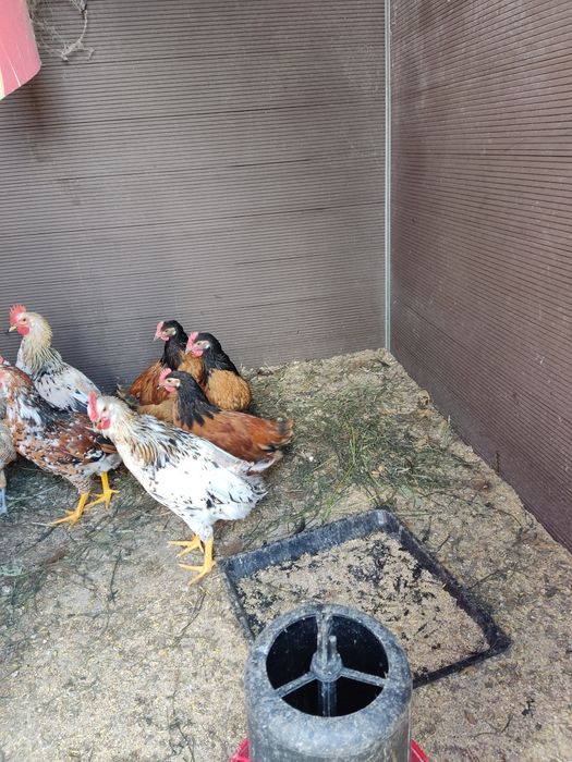 Kury ozdobne koguty lakenfelder vorwerk, włoszka i appenzeller