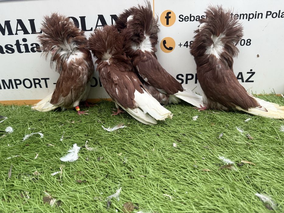 Gołębie. Perukarz. Perukarze. Możliwy transport