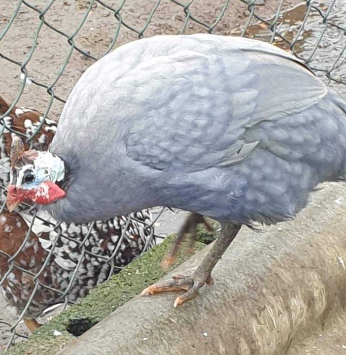 Patos gansos perus