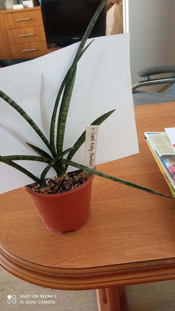 Sansevieria 'Comet Rocky Mountains'