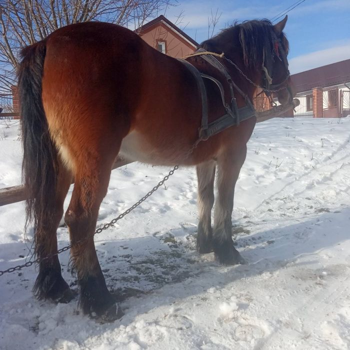 Продається кобила!