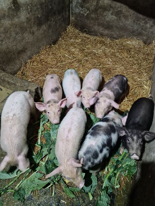 Porcos pietran com dois meses