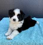 Owczarek australijski piesek black bicolor