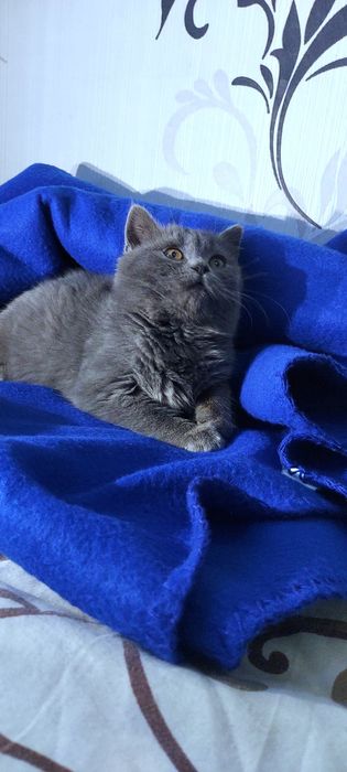 Шикарне шотландське кошеня