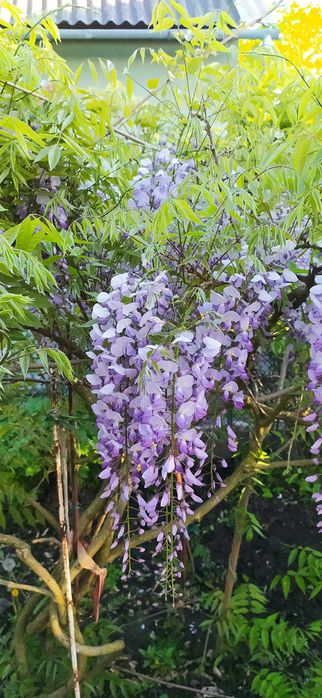 Гліцинія китайська