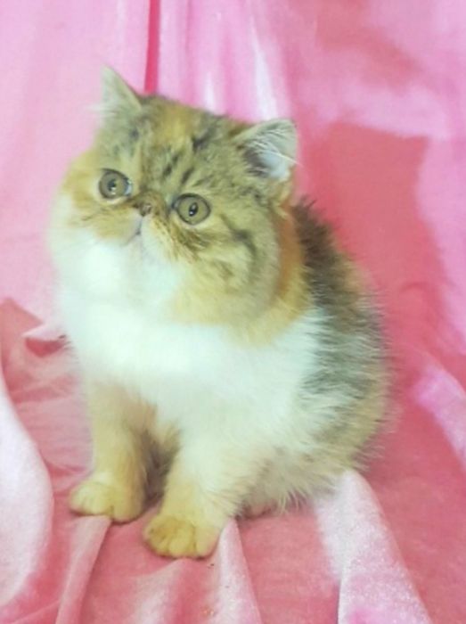 Экзотическая короткошерстная