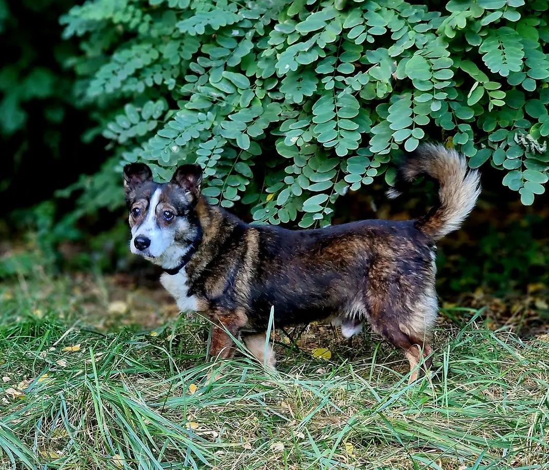 Boluś szuka domku