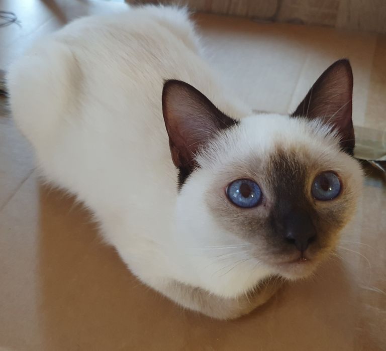 Тайские котята из профи питомника