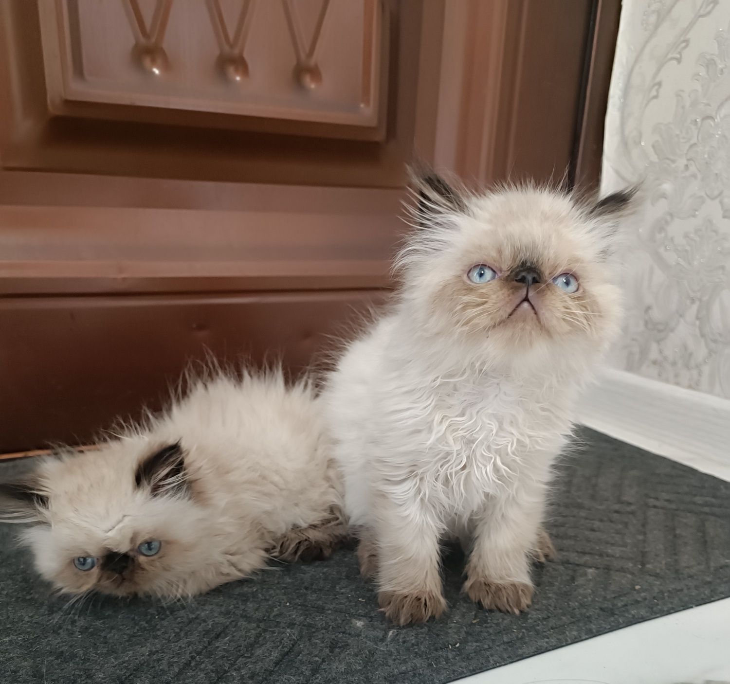 Милейшие котята Персы