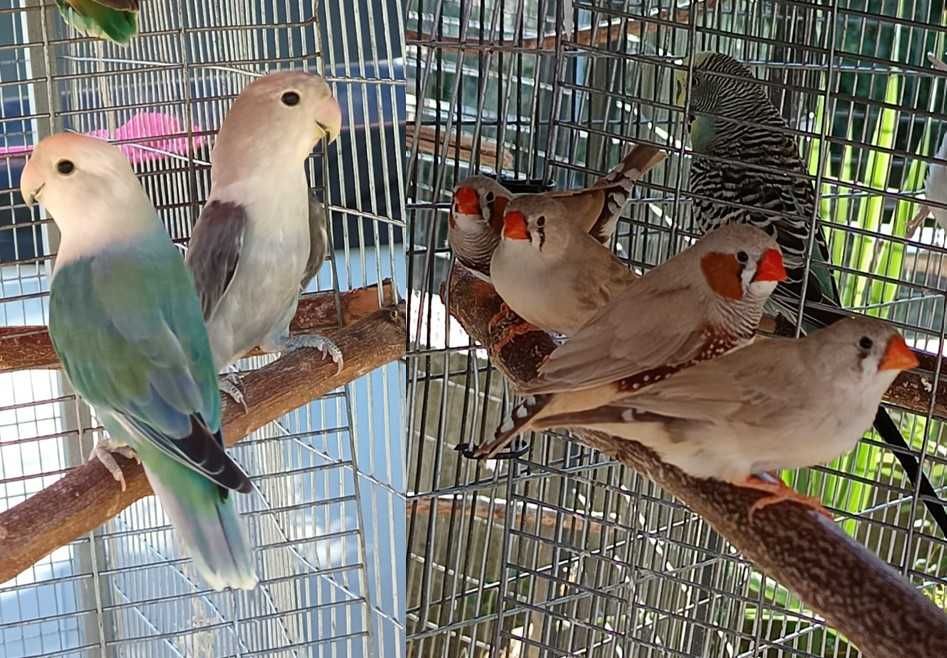 Mandarins e Agapornis / Machos e Fêmeas / Ótimos Reprodutores