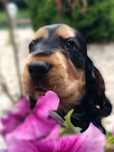 Cocker Spaniel Angielski