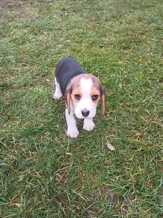 Beagle  Tricolor