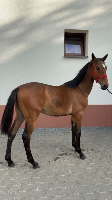 Sprzedam rocznego ogierka małopolskiego