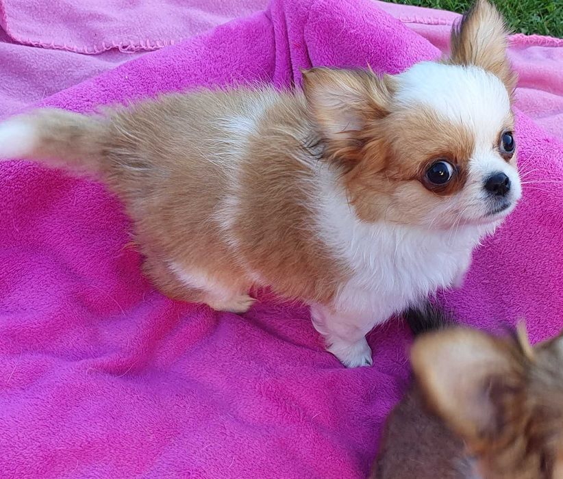 Chihuahua mini piesek z rodowodem