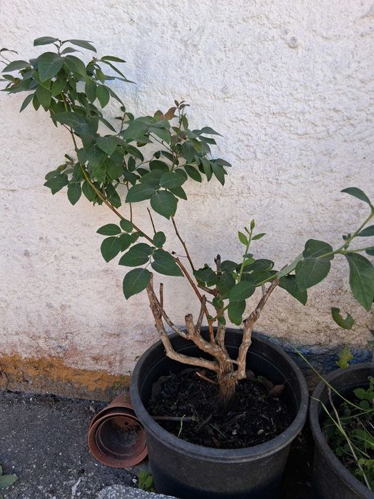 Plantas mirtilos
