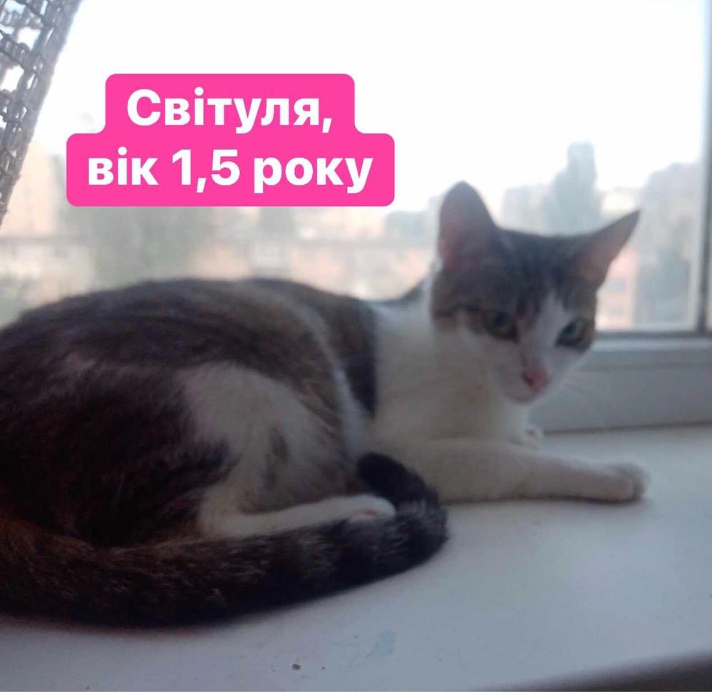 Дівчатка-киці шукають нові родини!