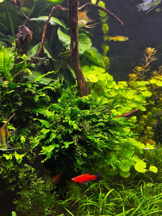 Microsorium pteropus windelov – mikrozorium windelov