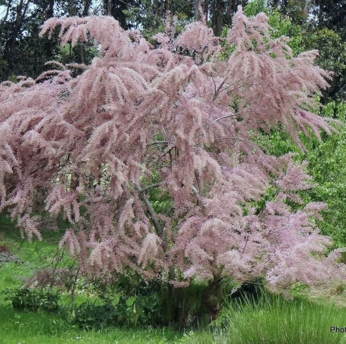 Тамарикс или бисерник