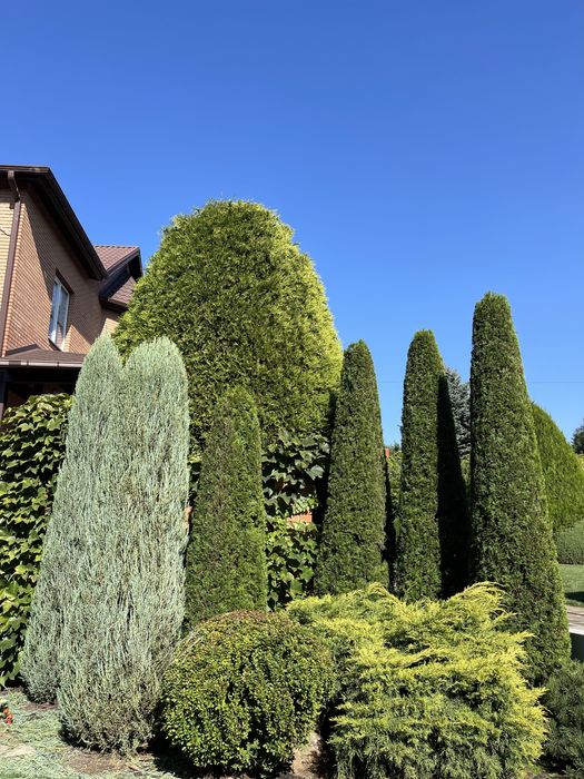 Стрижка хвойных растений.