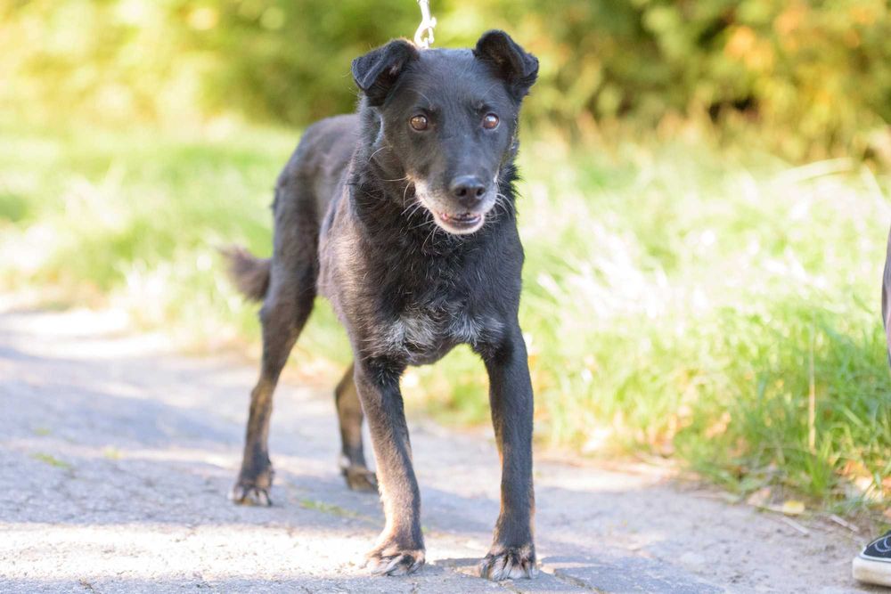 Badu: wierny, nakolankowy towarzysz