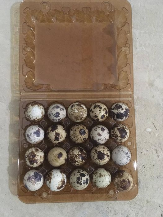 Яйця перепелів ОПТ, Роздріб та Інкубаційне