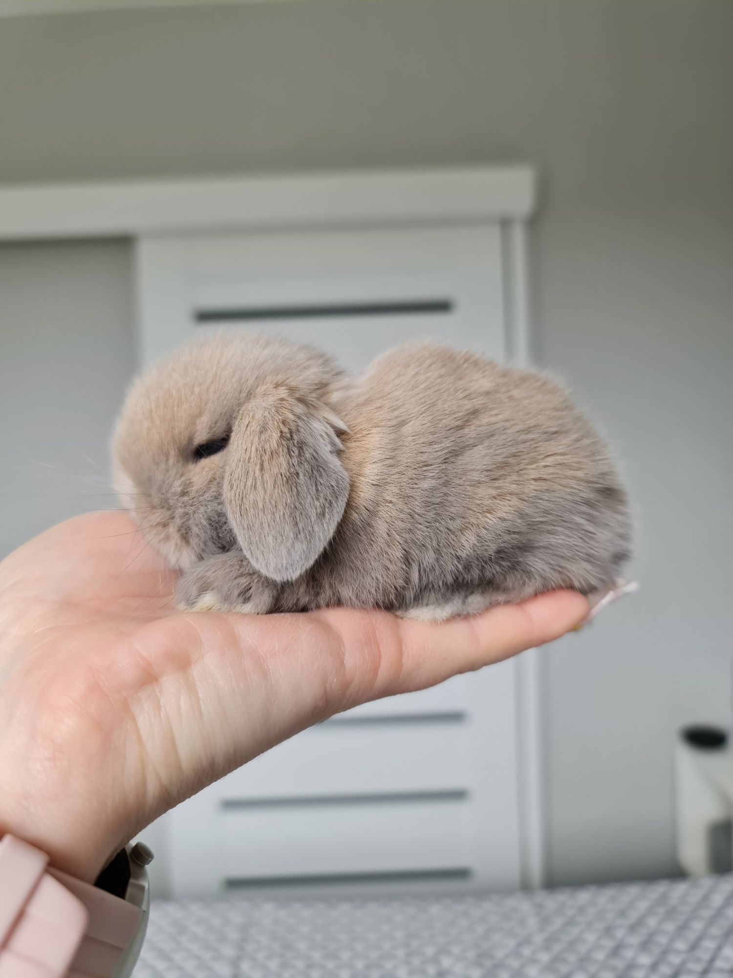 Mini lop królik króliczek miniaturka baranek  hodowla czip