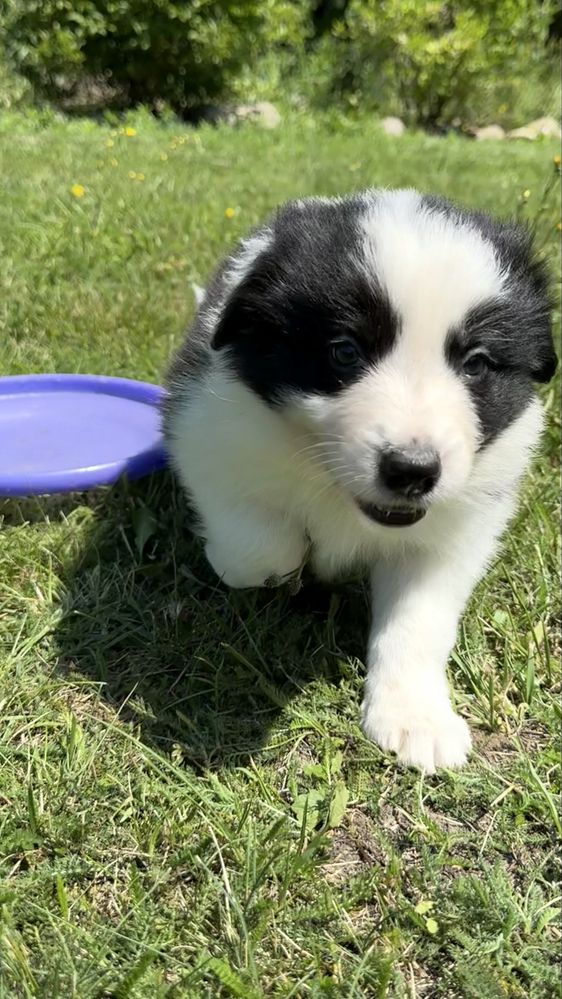 Border Collie - Leśna Polana