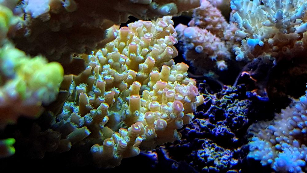 Acropora szczepki Mysłowice Woj.Śląskie