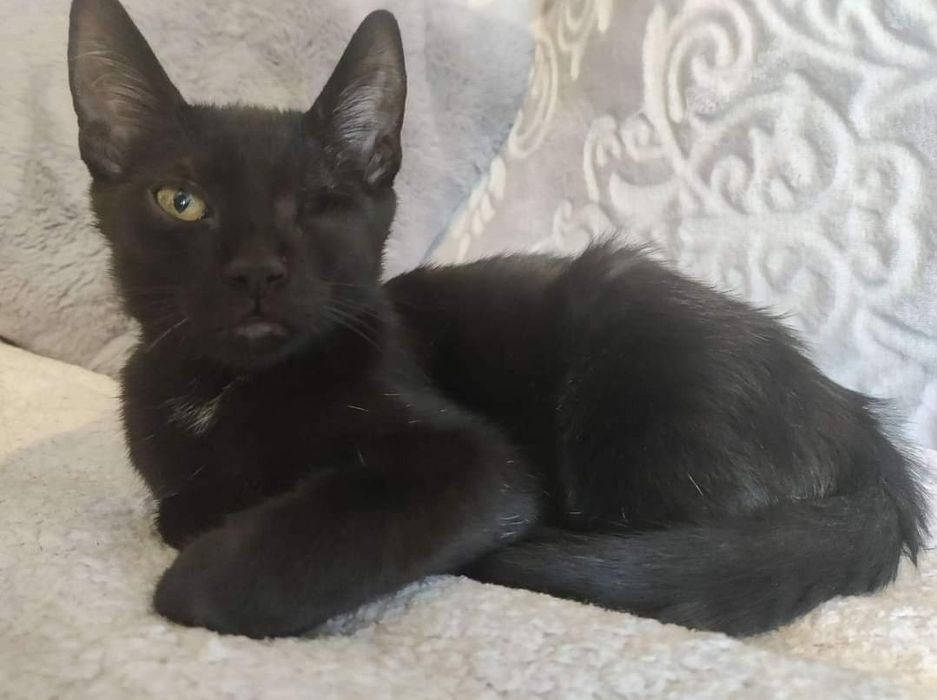 Rozjaśnij czarne wspomnienia Negriego