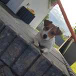 Oddam 10 miesięczna suczkę Jack Russell terrier w dobre ręce