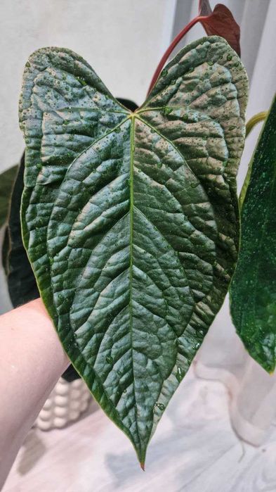 Антуріум Halloween night (magnificum x moronense)x luxurians))