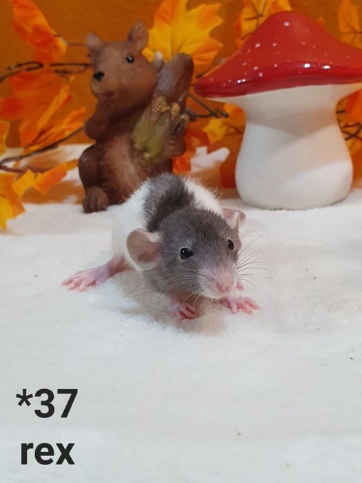 Szczur szczury szczurki