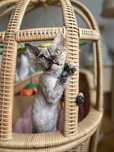 Harmony Calvados*PL  Kochana dziewczynka Devon Rex - zapytaj o filmiki