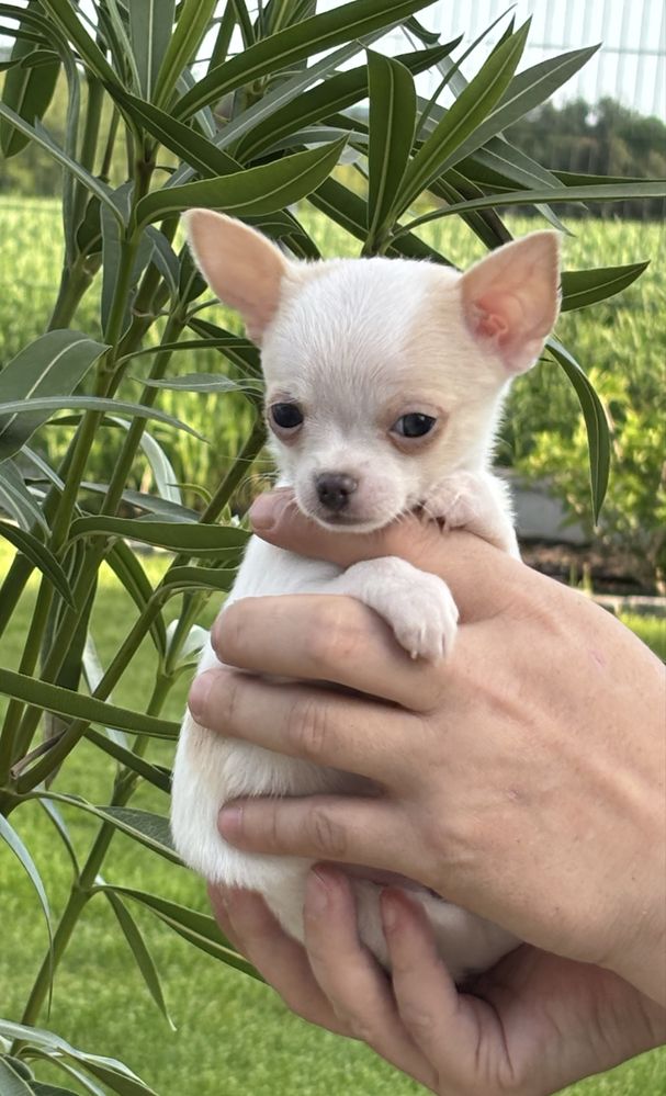 Chihuahua chlopak krótkowłosy FCI