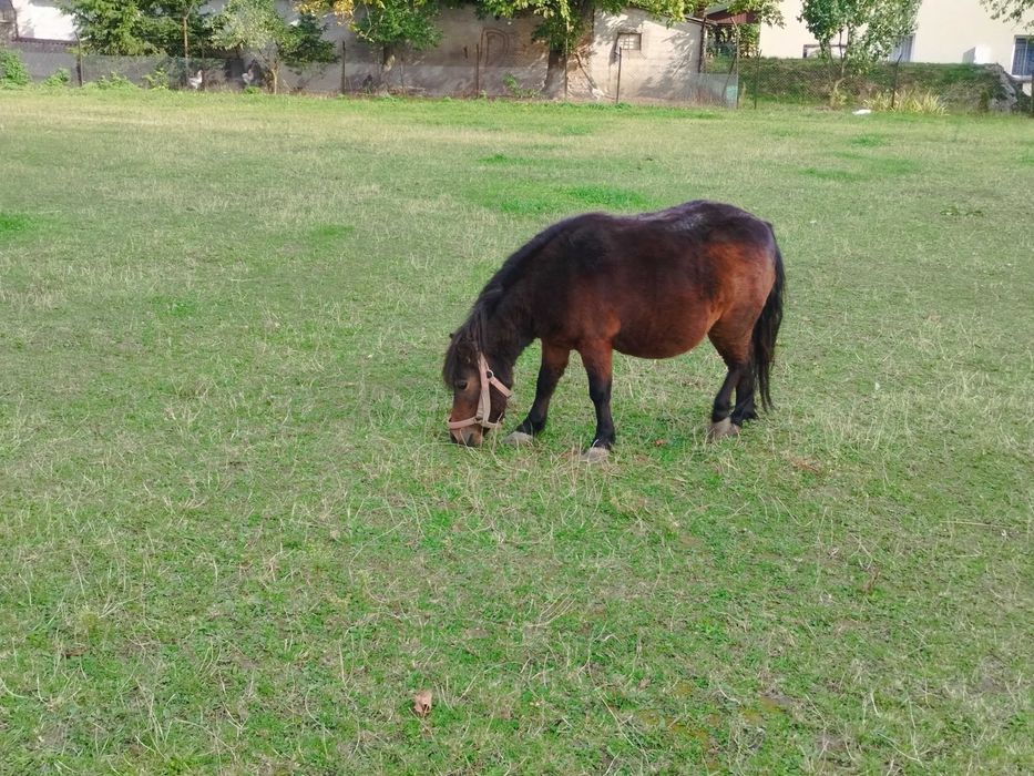 Kucyki z paszportami klacz, ogier  para