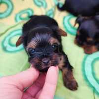 Yorkshire terrier